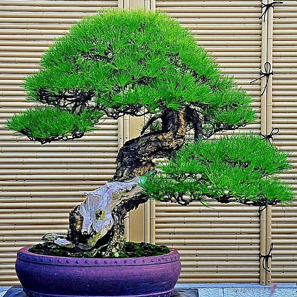 20 JAPANESE BLACK PINE TREE SEEDS (Pinus thunbergii) “Easy & Famous for Bonsai”