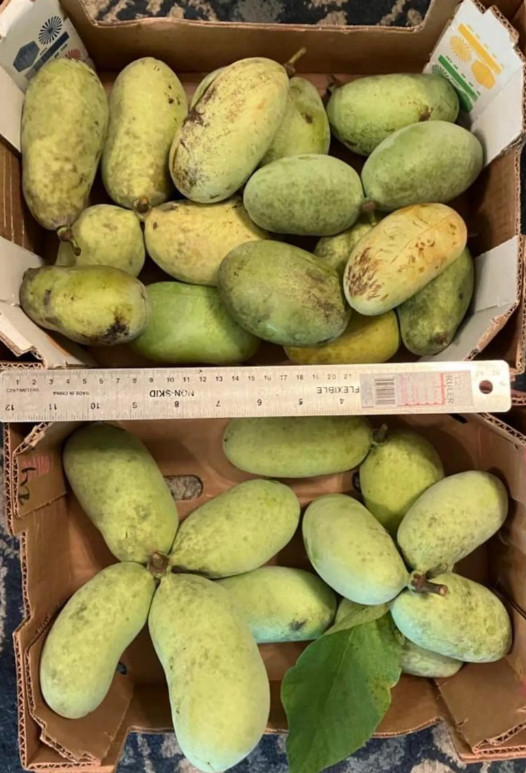 100 Seeds Pawpaw Seeds Asimina Triloba | 25 Cultivars Orchard Grown Genetics