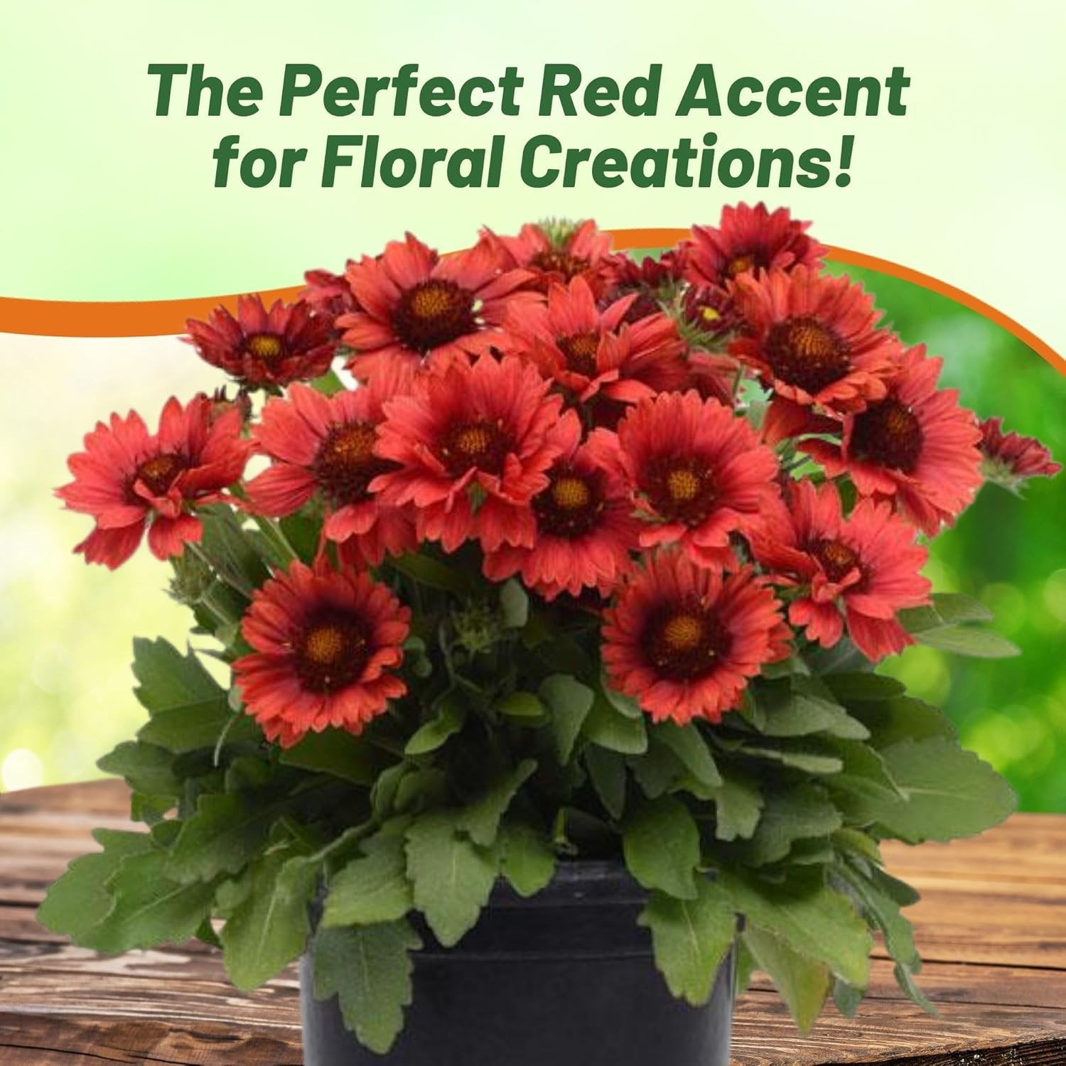 25 Seeds Gaillardia x Grandiflora Mesa Red Blanket Flower Drought Tolerant