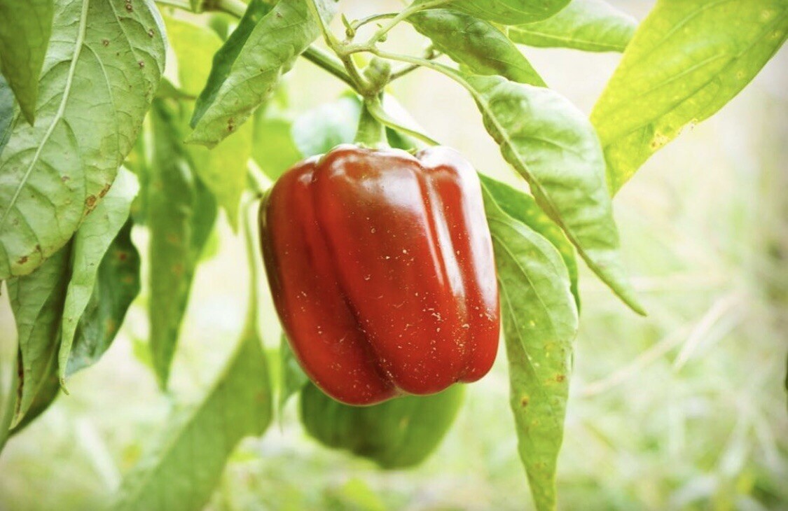 25 Organic Bell Pepper Seeds