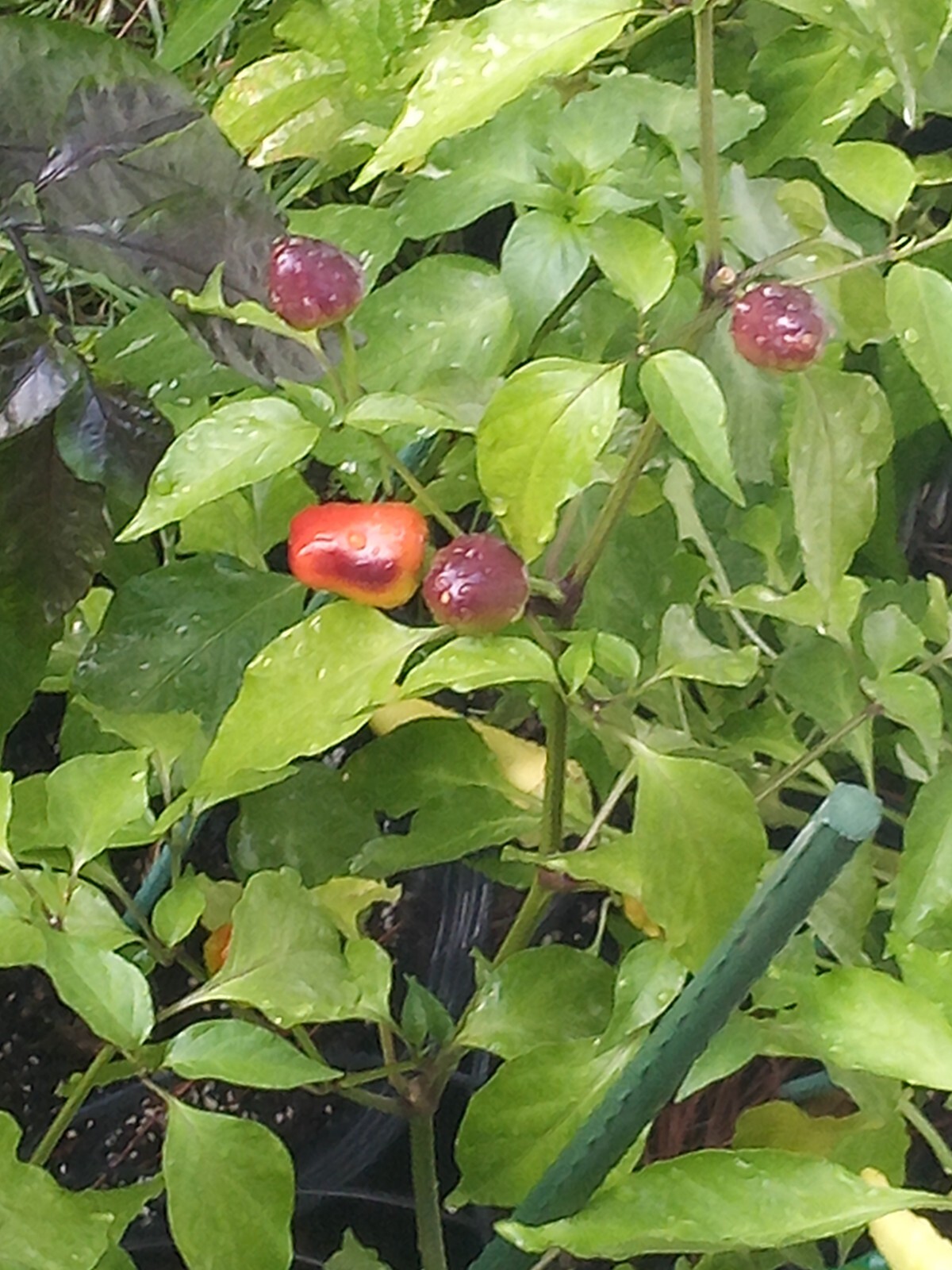 Purple Side Kick Pepper Seeds (Sweet&Spicy)