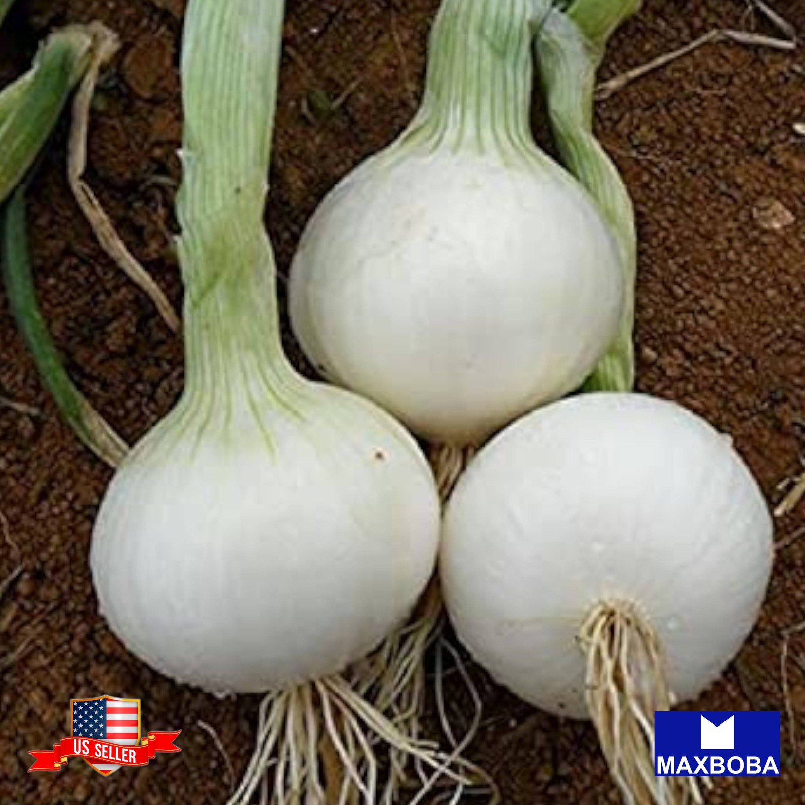 960+ Onion Seeds Short Crystal White Wax Non-GMO Heirloom BOGO 50% OFF
