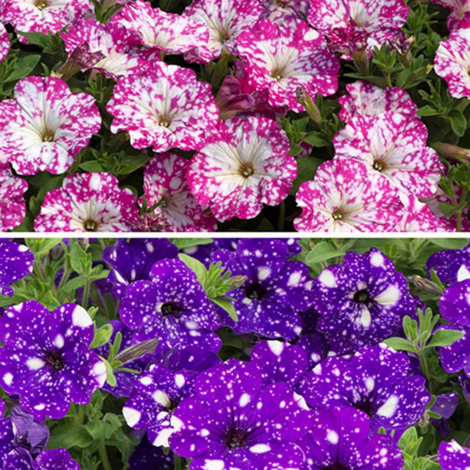 Mixed Petunia Seeds 1000+ Non-GMO Heirloom – Dwarf Wave for Home Garden