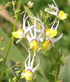 Nemesia Masquerade 1,000 seeds