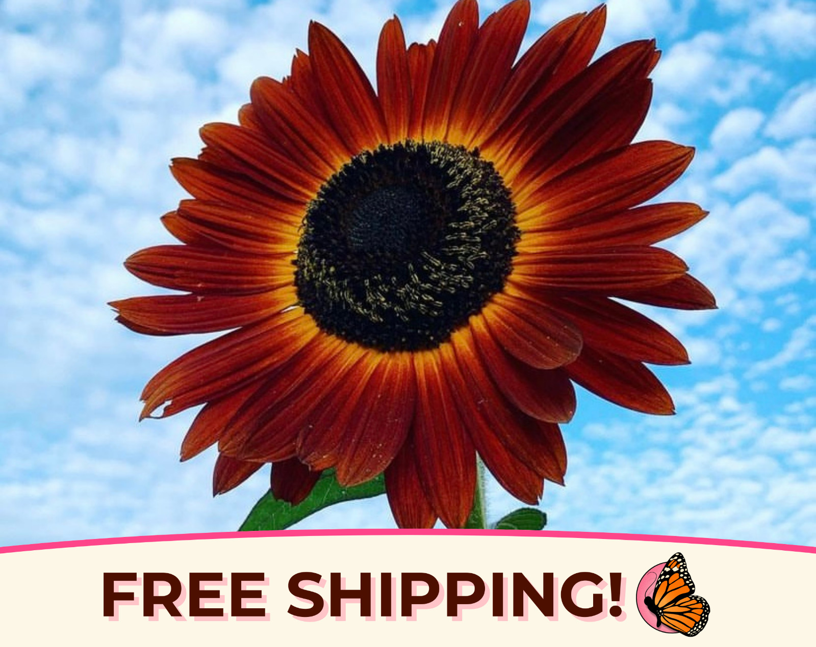 125+ Velvet Queen Sunflower Seeds | Rare Heirloom, Non-GMO, Flower Gardening