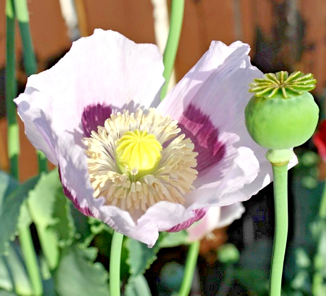 10,000 Stratified Imported Tasmanian Papavar Somniferum Poppy Seeds For Planting