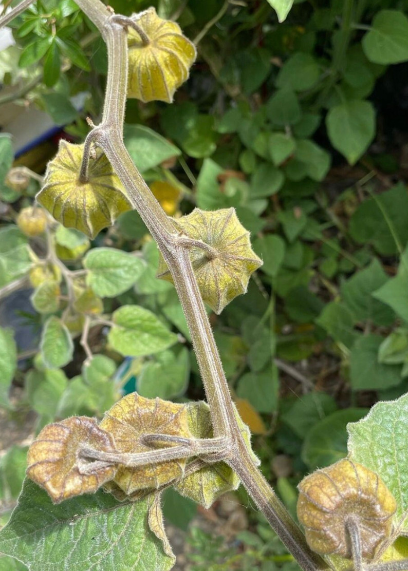 6 cuttings of Goldenberry ‘pineapple’, Physalis peruviana