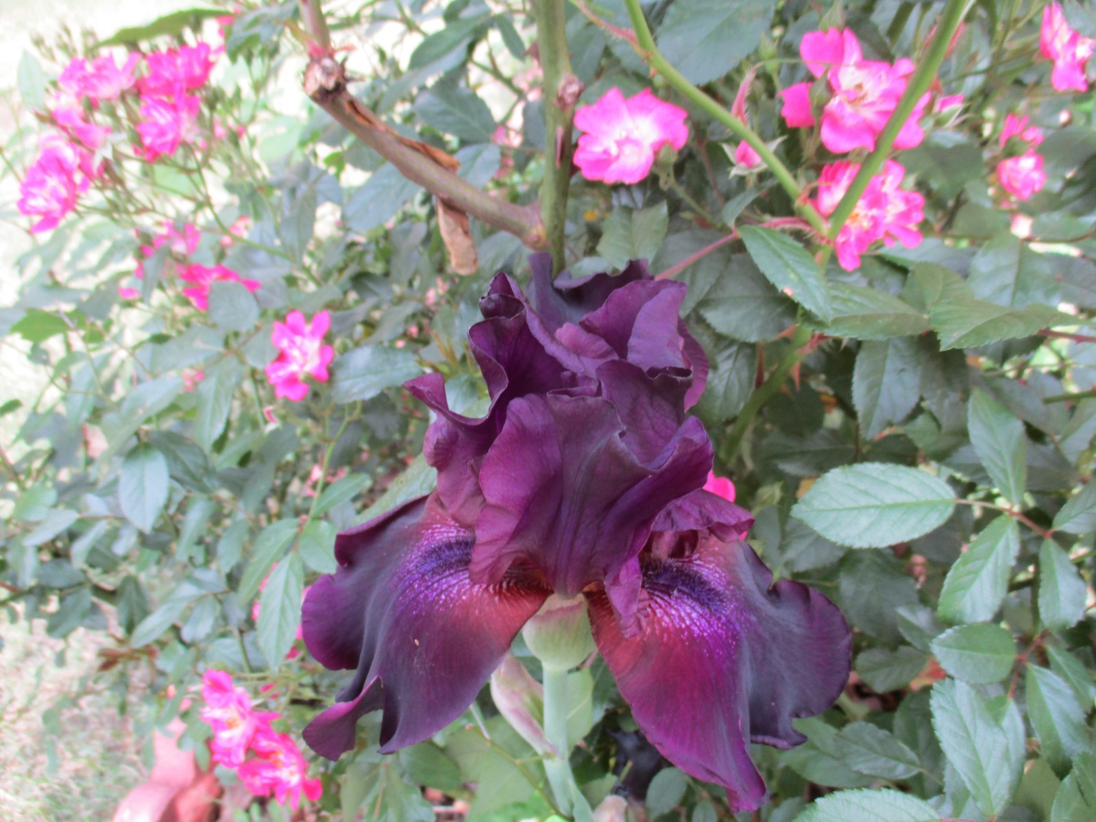Iris MIDNIGHT TREAT Tall Bearded VELVETY BLACK – 1 Rhizome