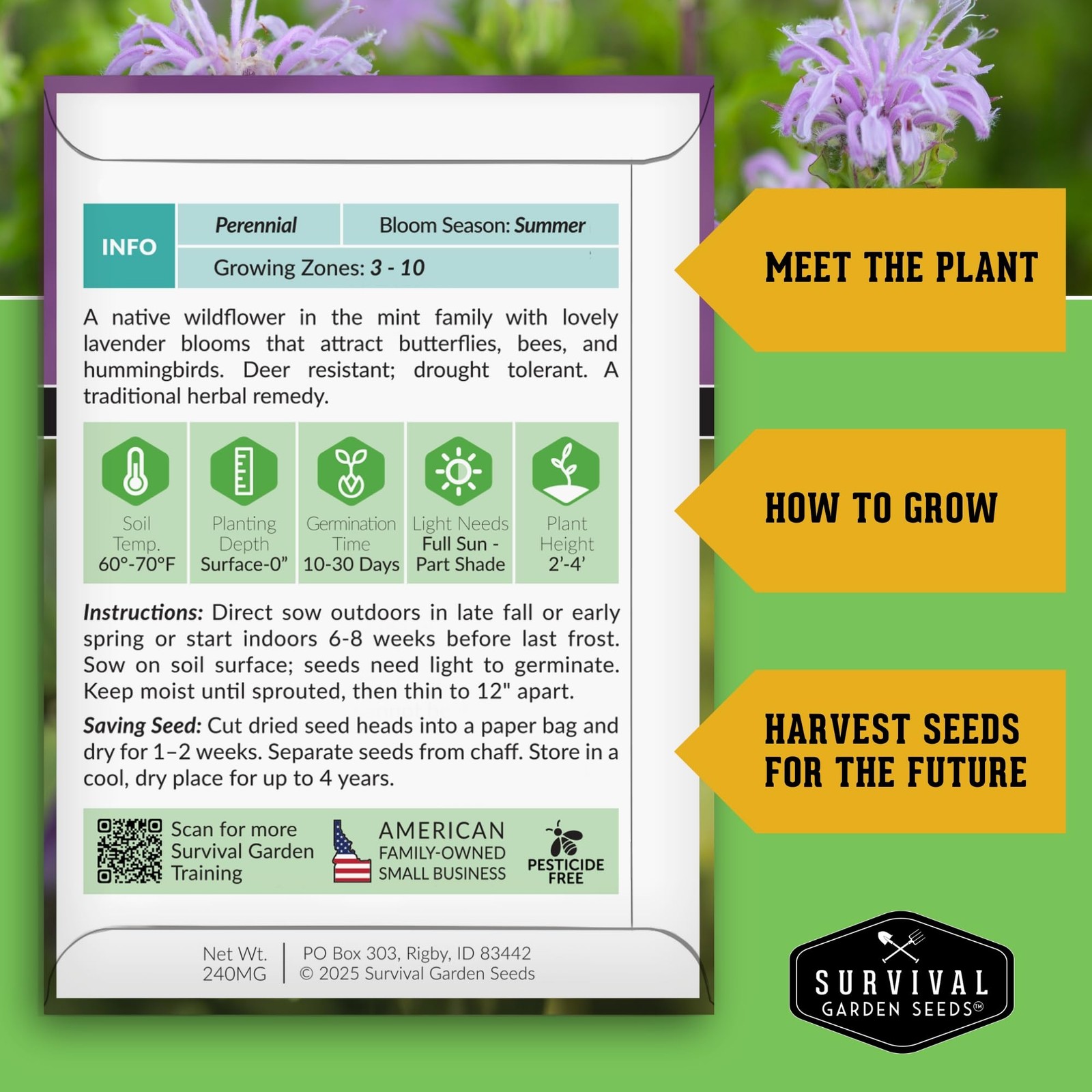 Wild Bergamot Seeds – Perennial Medicinal Herb for Pollinator Gardens (3 Packs)