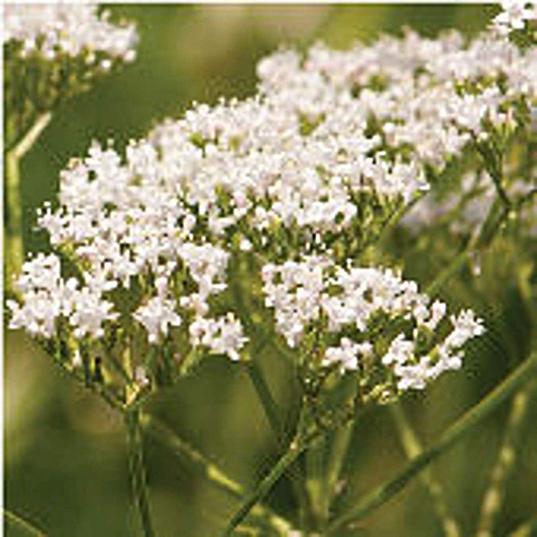 Valerian Seeds (25+ Seeds)(More Heirloom, Organic, Non GMO, Vegetable, Fruit, He