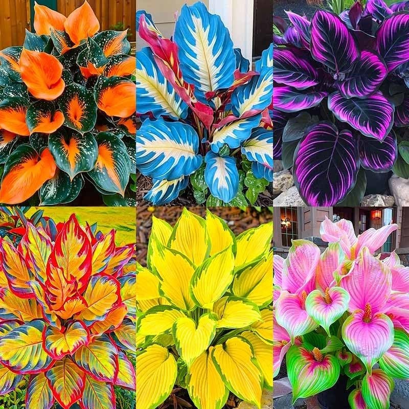185+ Mixed Color Hosta Seeds Shade Tolerant Perennial Flowers for Outdoor Planti