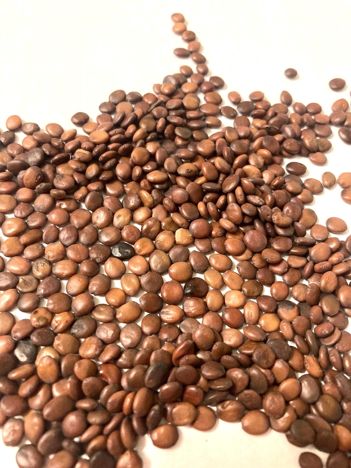 Eastern Redbud Seeds (CERCIS CANADENSIS)