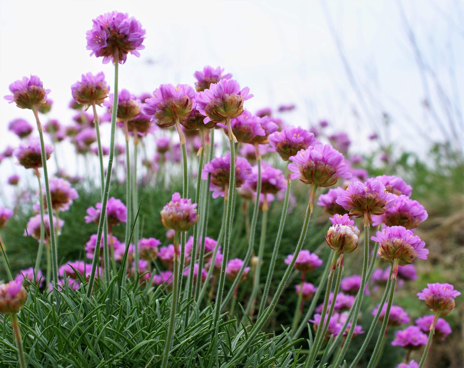 50 SEA THRIFT Armeria Maritima California Sea Pink Cliff Rose Flower Seeds