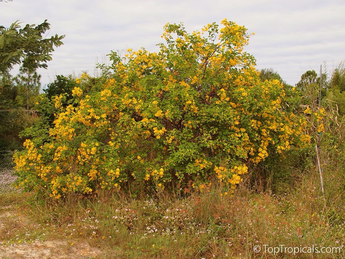 GOLDEN SHOWER TREE Cassia Bicapsularis Yellow Flower 100 seeds Butterfly Host