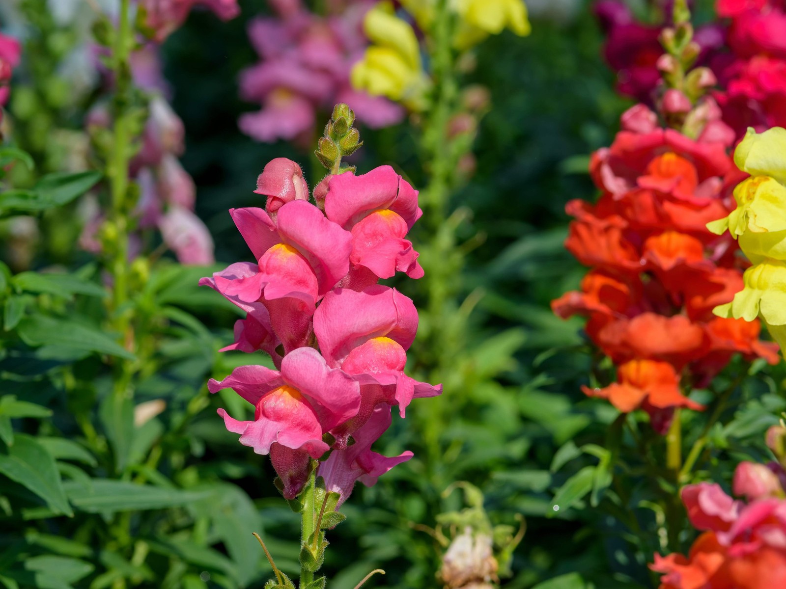 2000 SNAPDRAGON CORONA MIX Antirrhinum Majus Flower Seeds *Flat S/H