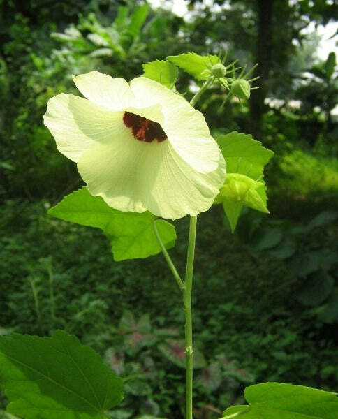 Hibiscus vitifolius | Grape Leaved Mallow | 20 Seeds