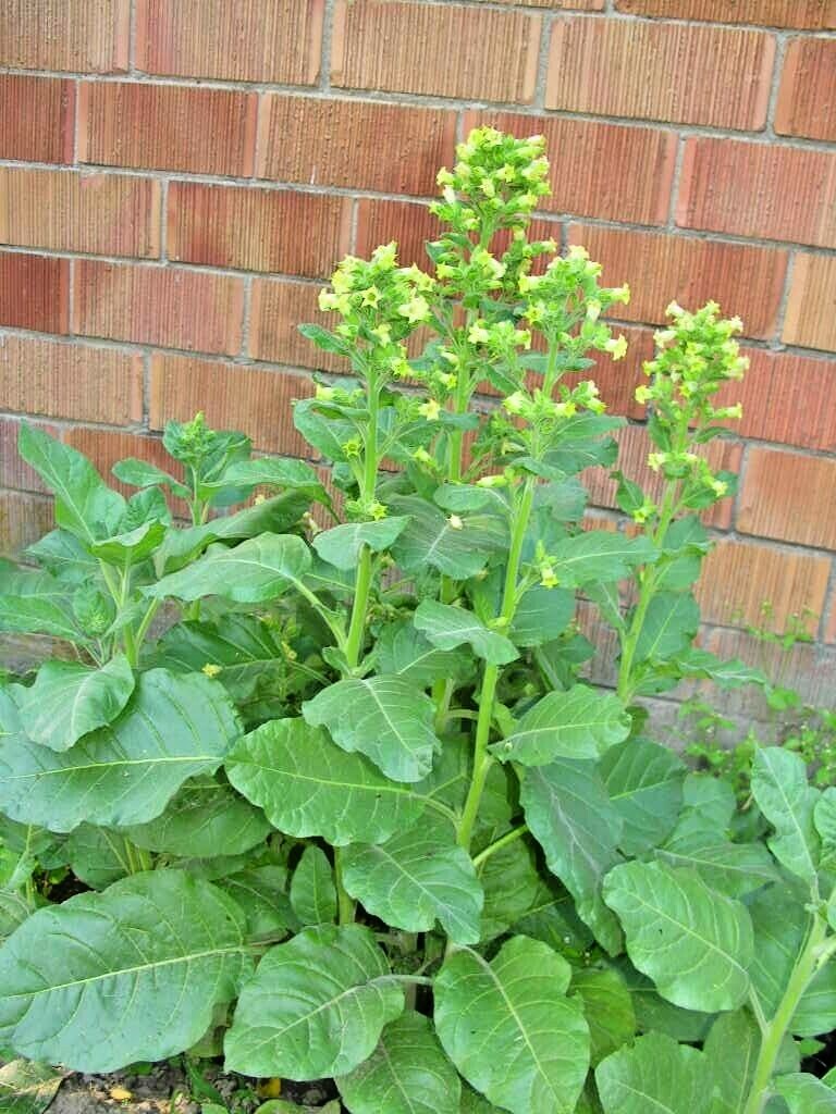 301+MIDEWIWAN Sacred TOBACCO Seeds Native Wildflower Herb Container Garden Easy
