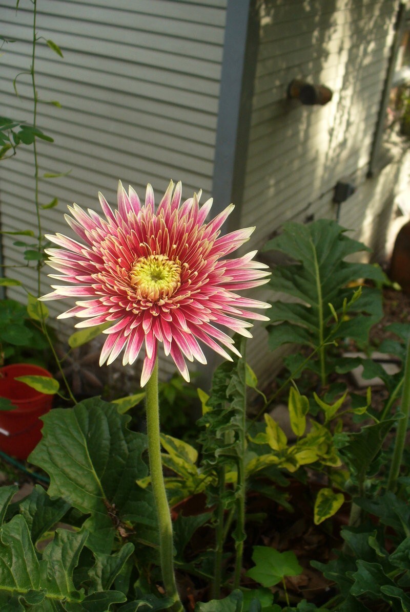 200+ Red & White Spiked Gerbera Daisy Seeds for Garden – USA – FAST SHIPPING!