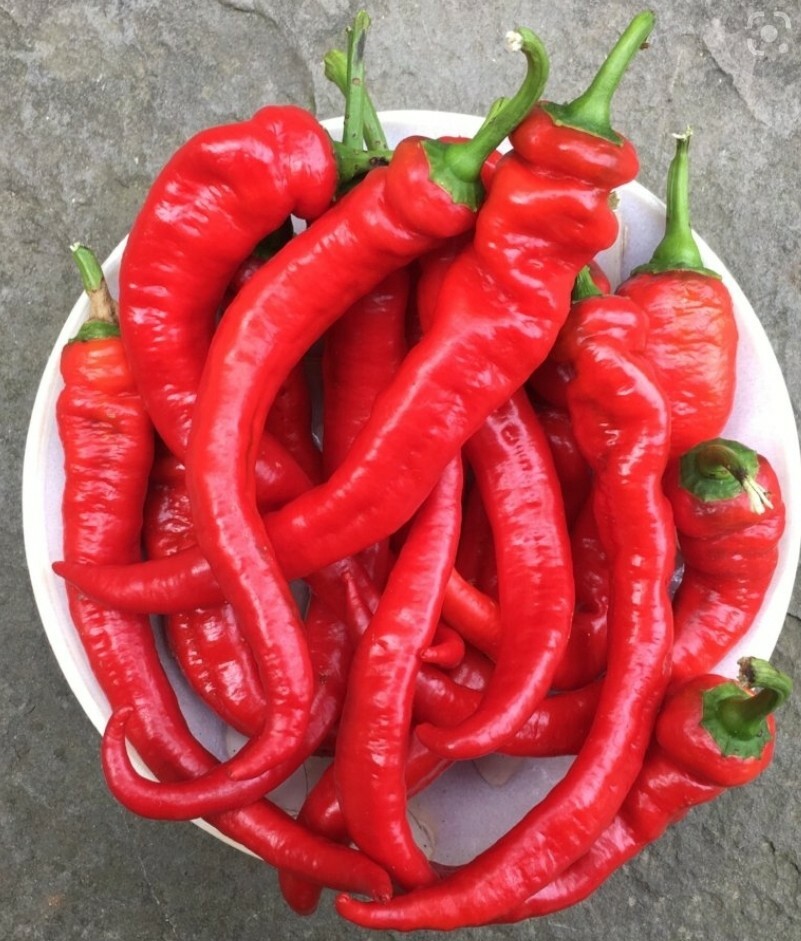 Jimmy Nardello Sweet Red Pepper Seeds (20) – Home Grown in Oregon – Organic
