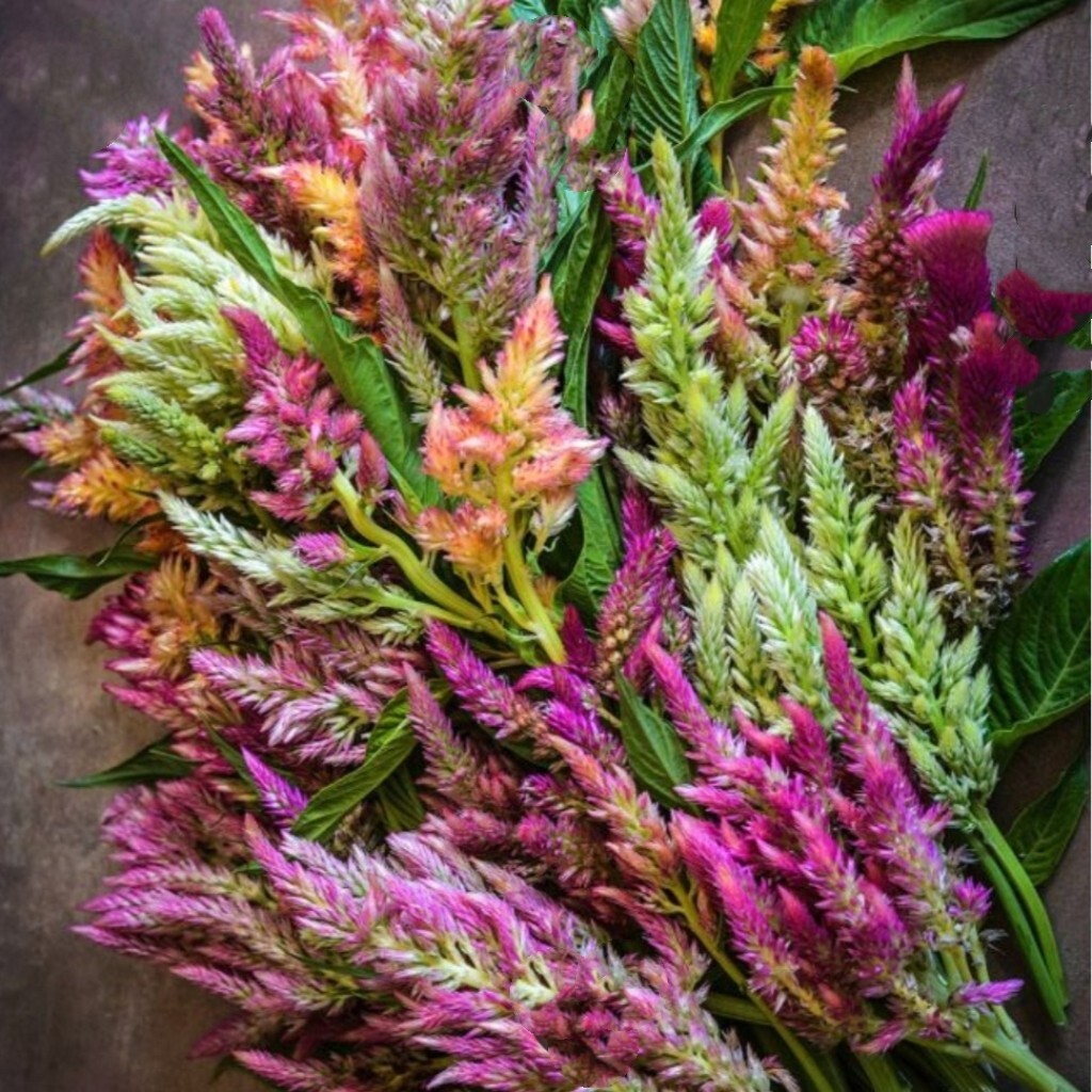 550 Pampas Plume Celosia Seeds Mix of 8 Varieties Pure heirloom seeds Cockscomb