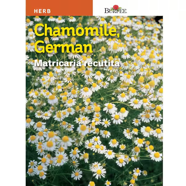 Burpee Chamomile German Herb Seeds Full Sun Aromatic Annual Seed Packet