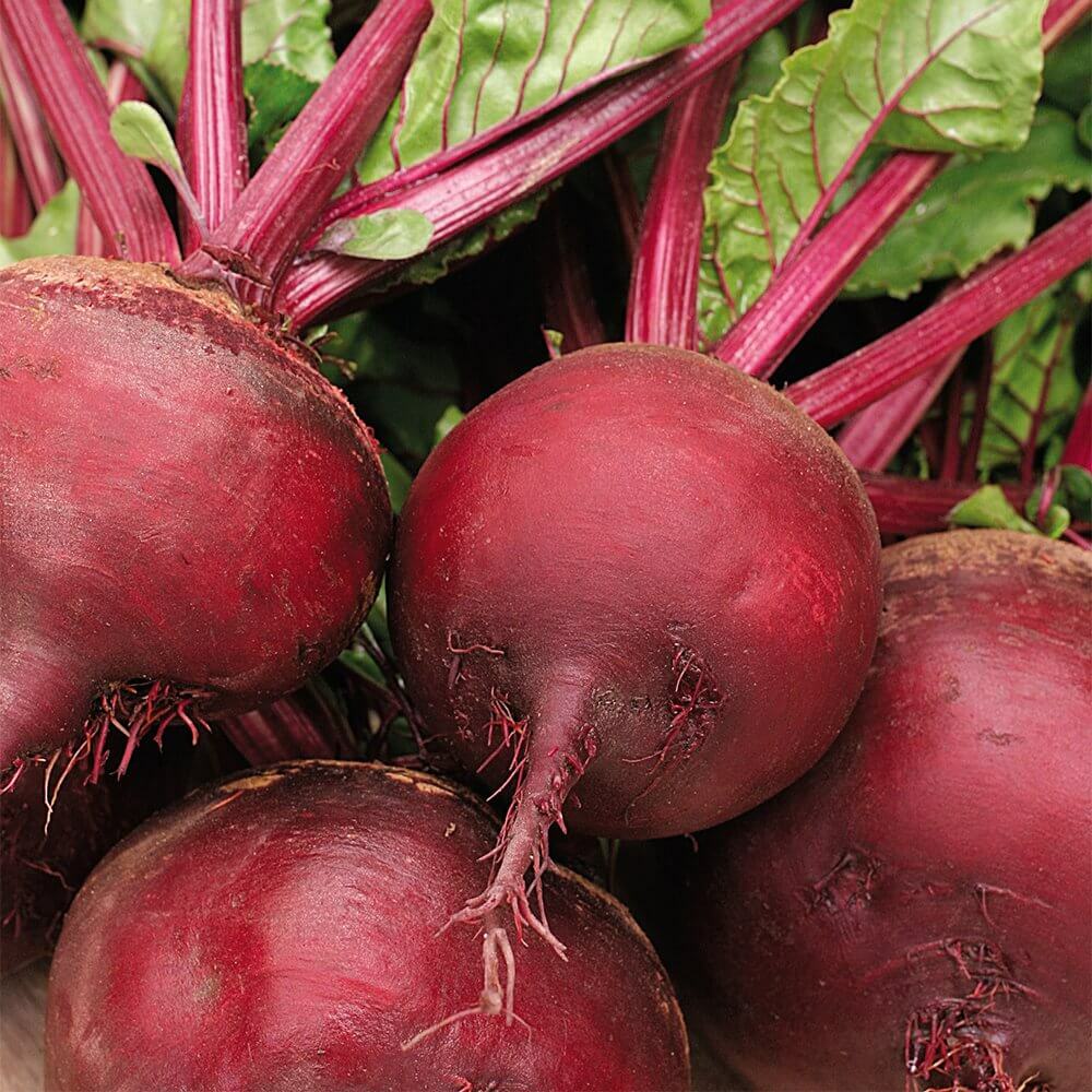 Ruby Queen Beet Seeds | Red Blood Turnip Beetroot Bull Beets Vegetable Seed 2024