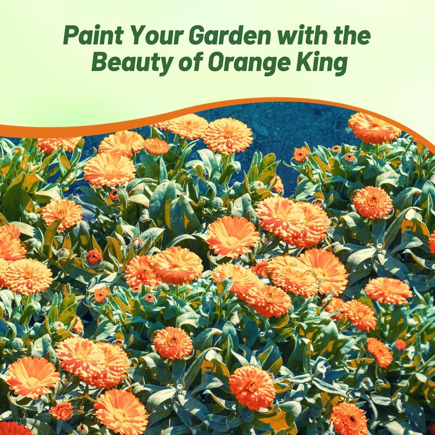 2000 Seeds Drought Tolerant Calendula Orange King Garden Flower Plant Seed