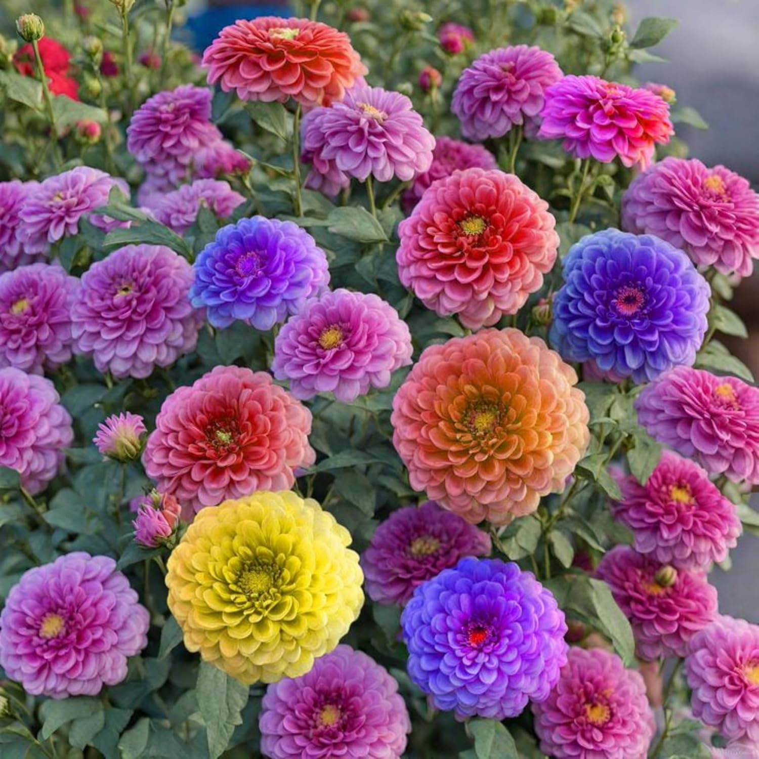1000+ Crazy Blend Zinnia Seeds for Planting Non-Gmo Mixed Color Zinnia Flowers S