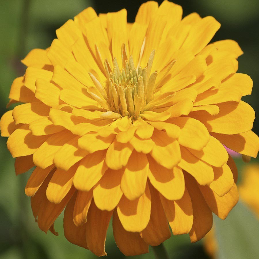 301+YELLOW ZINNIA Seeds Big Cut Flowers Summer Garden Flowering Annual Fast Easy