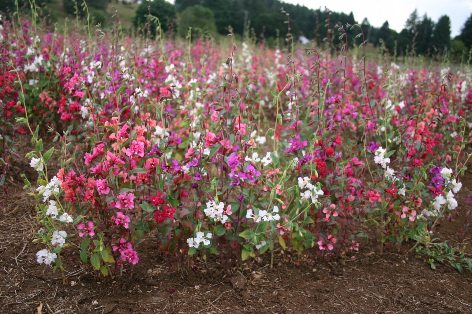 Clarkia Flower Seeds unguiculata Garland Mountain Mix (2000 to 20,000 Seeds)