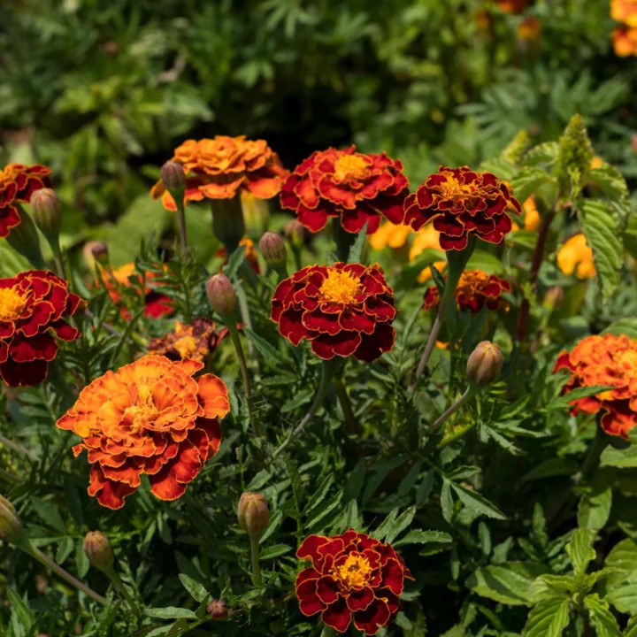 Petite Mix French Marigold Seeds | Dwarf Sparky Flower Seed 2024 Fast Shipping