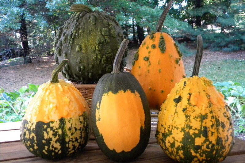 Pumpkin Seed: Warts Galore F1 Pumpkin Seeds Fresh Seed. FREE SHIP!!!!!