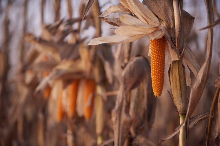 Tiny Kernel Popcorn Seeds- Makes Great Tasting Popcorn- 50 Seeds COMB. S/H