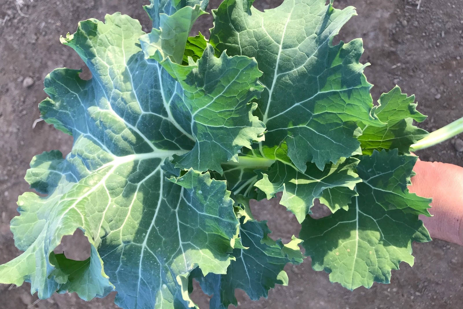 True Siberian Kale Seeds for Planting: Cold Hardy Bulk Seed Packet USDA Organic