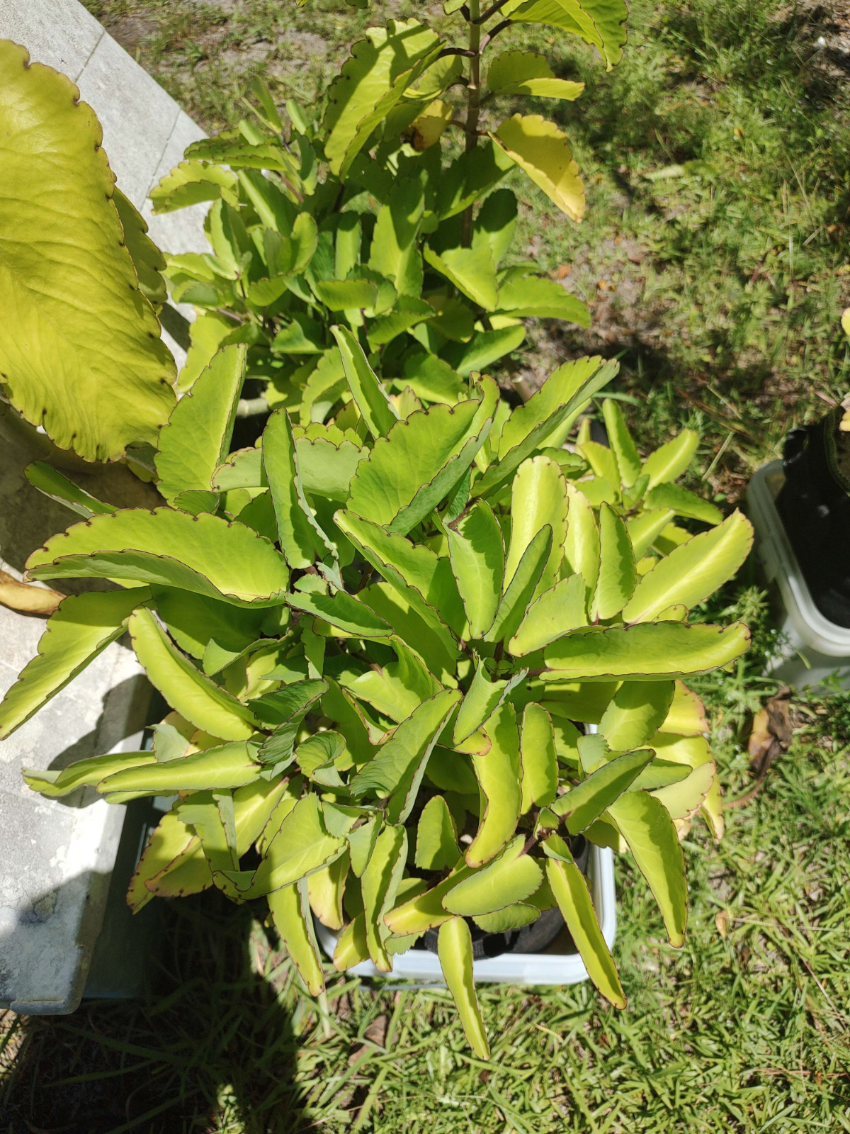 Kalanchoe Pinnata ~3ct Large Leaves ~Miracle Wonder Leaf ~Medicinal | Planting