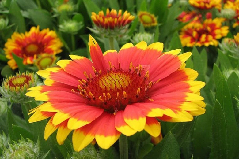 300 INDIAN BLANKET SEEDS | Garden Therapy