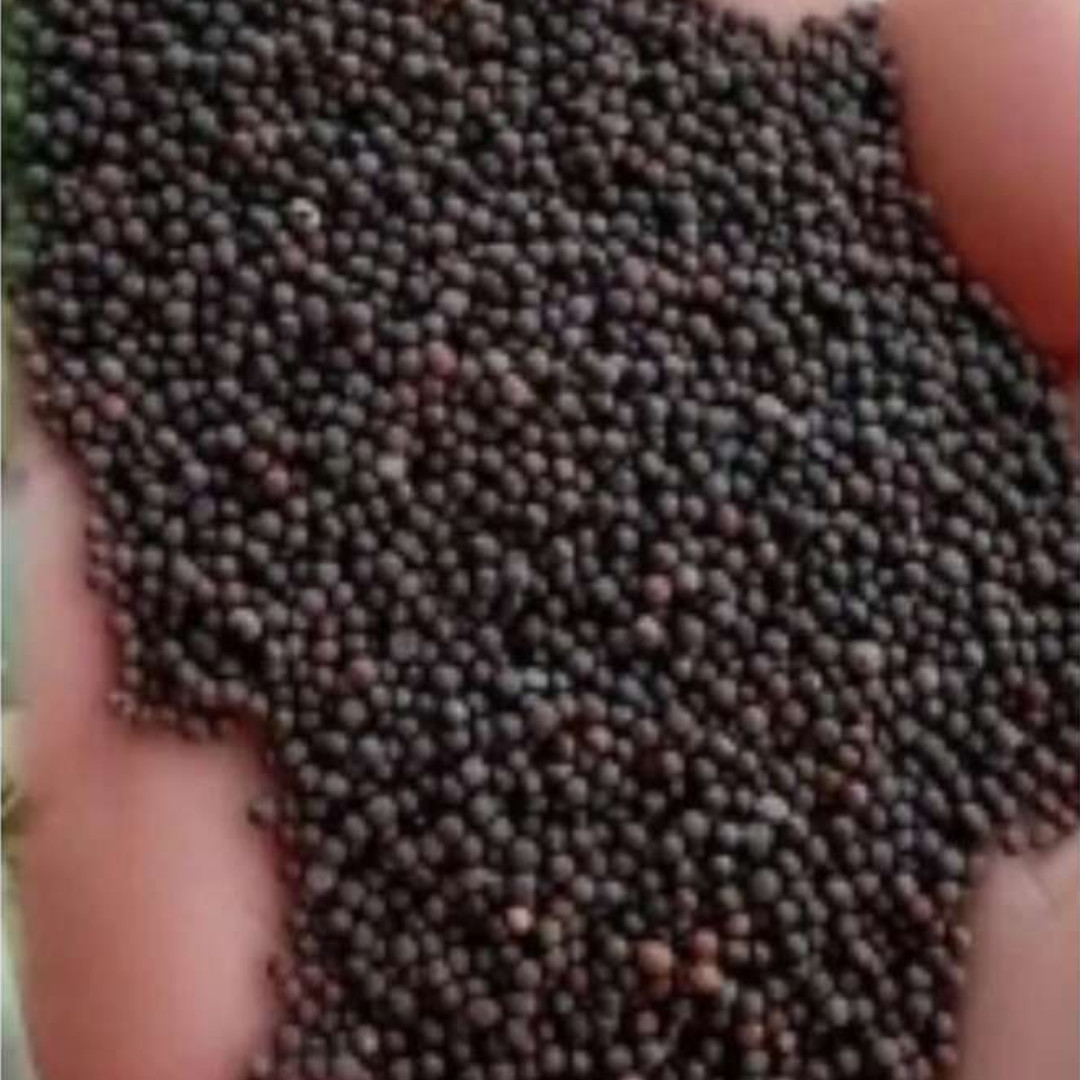 550+ Culantro Seeds for Planting Non-GMO Heirloom with Instruction to Grow Seeds