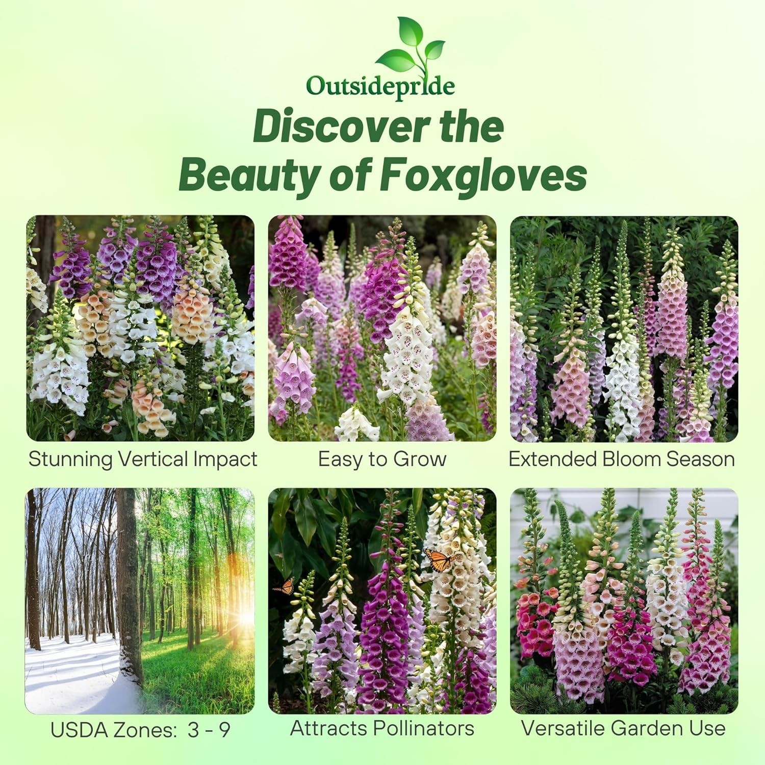 5000 Seeds Foxglove Seed – Digitalis Purpurea Excelsior Mix Wildflower Seeds