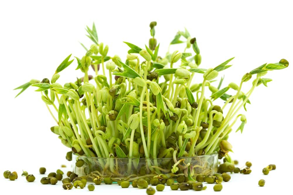 Mung Bean Sprouts Seeds (100 Seeds) Grow Tasty and Delicious Sprouts in Just Wat