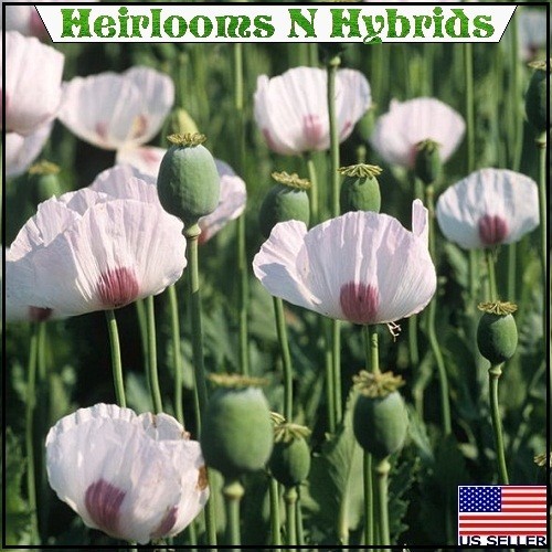 20,000 Stratified Tasmanian Papever Somniferum Poppy Seeds For Planting, Gifting