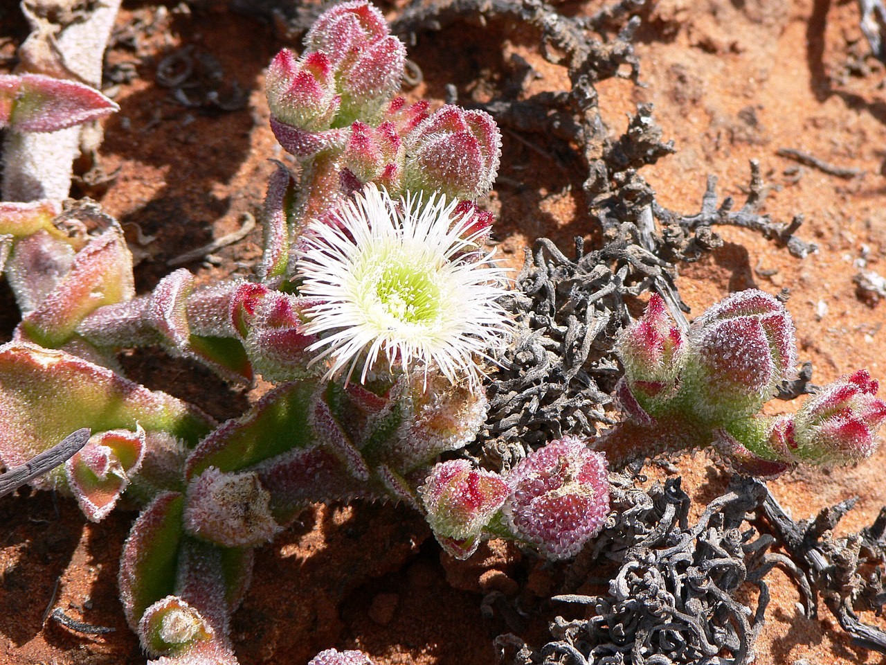 mesembryanthemum crystallinum aka Iceplant 10 Seeds Free Shipping!