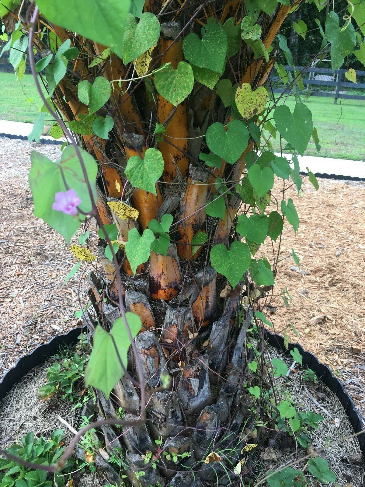 Morning Glory Royal Purple 50 Fresh Seeds Free Gift Seeds w/Every Garden Order!