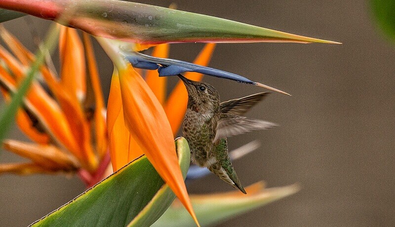 Bird Of Paradise, Crane Flower – 20 Seeds 2024 – USA