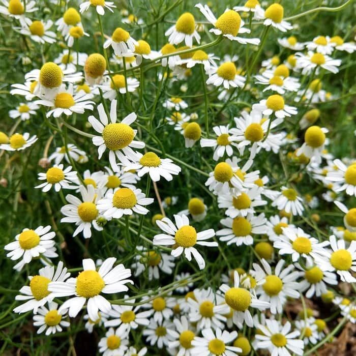 100 Bodegold Chamomile Seeds