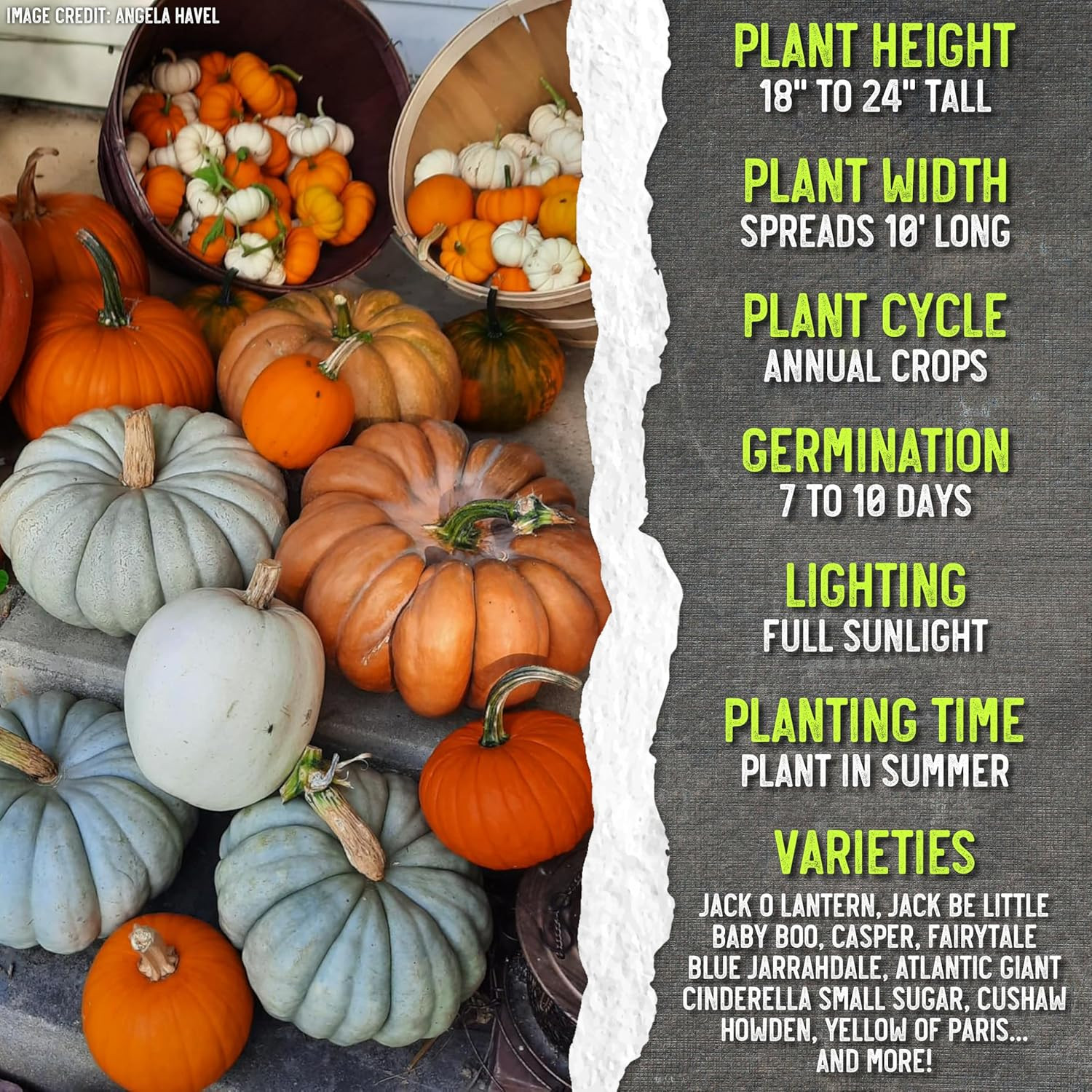 Seed Needs Pumpkin Seeds to Plant Specialty Spooky Blend | 10+ Premium Varieties