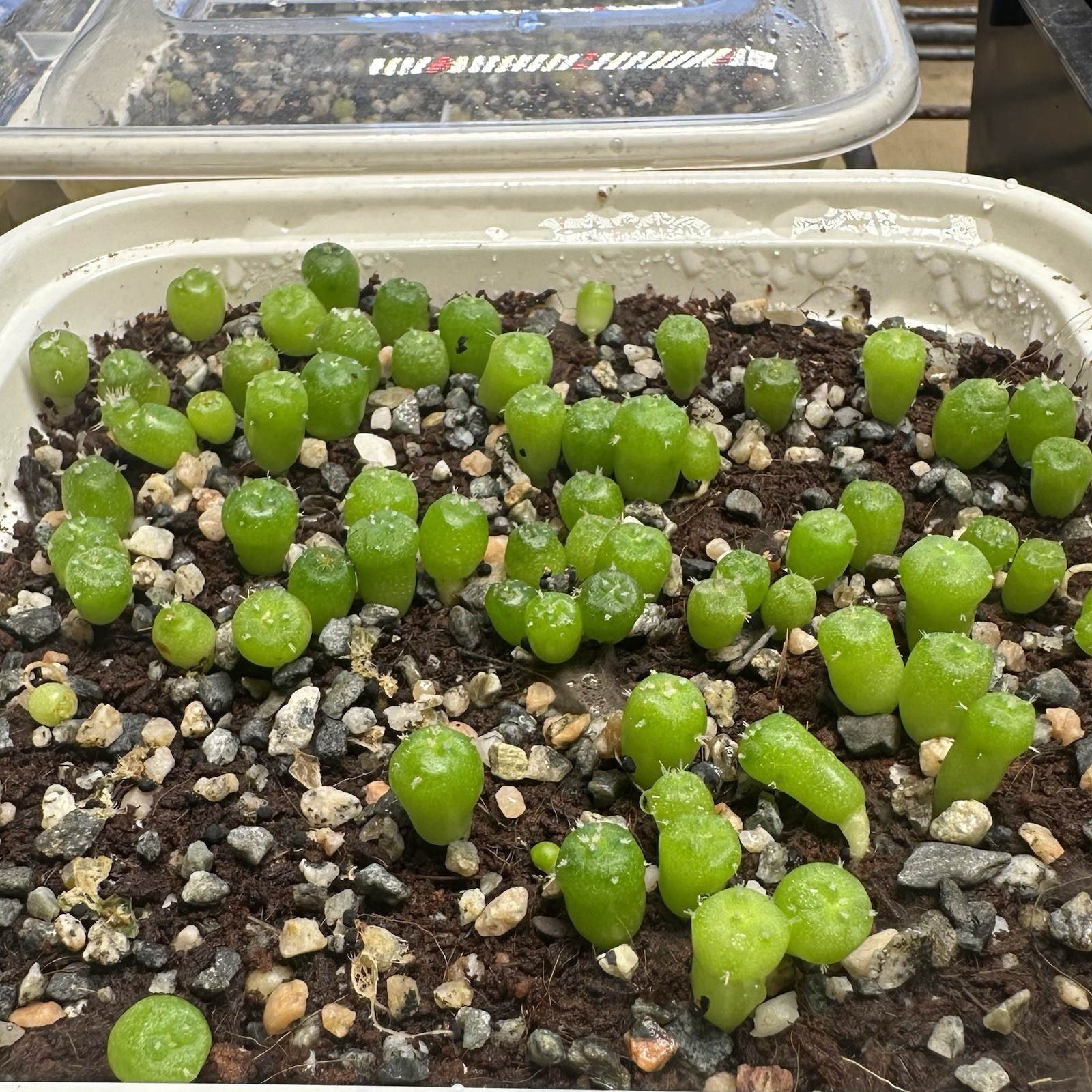 RARE SEEDS (10pk) LW…v. La Paloma x10 (Ten) Cactus US SELLER