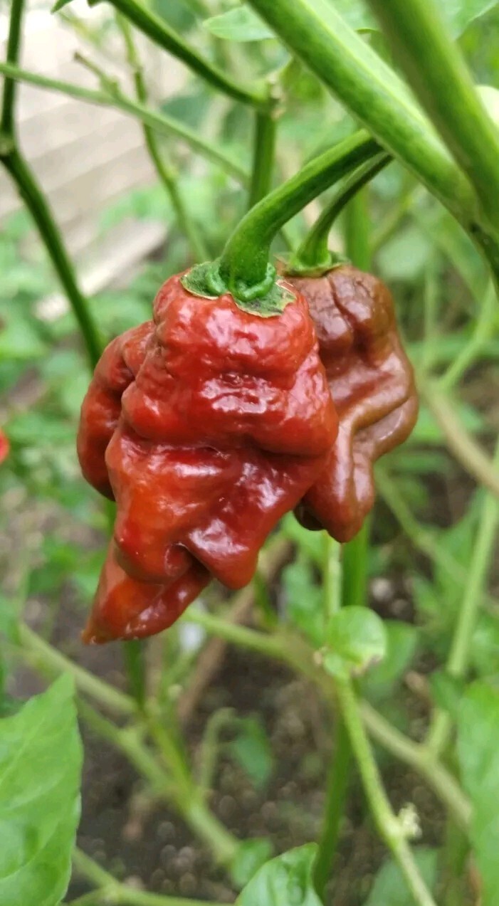 Chocolate T-Rex Pepper (20 Seeds) SUPERHOT! Heat Level: Evil Lizard