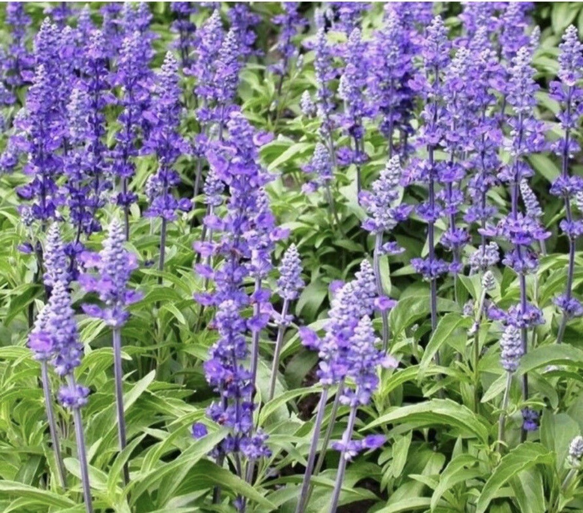 Chia Seeds for planting, Salvia Hispanica – 1000+ Seeds 2023 – USA