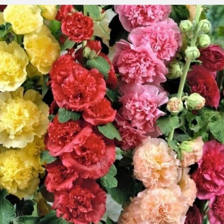 Hollyhock Double Charter Flower Seeds 1000