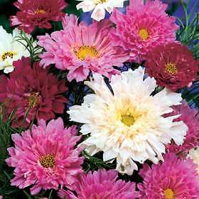 Cosmos Double Click Mix 100 seeds